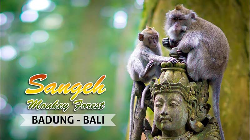 Tempat Wisata Bali Yang Banyak Monyet