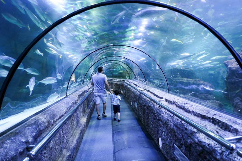 Jakarta Aquarium – Menjelajahi Dunia Laut di Tengah Kota