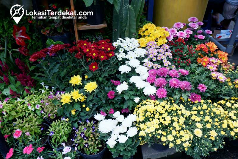 Toko Bunga Terdekat: Bunga Hias, Karangan Bunga & Buket