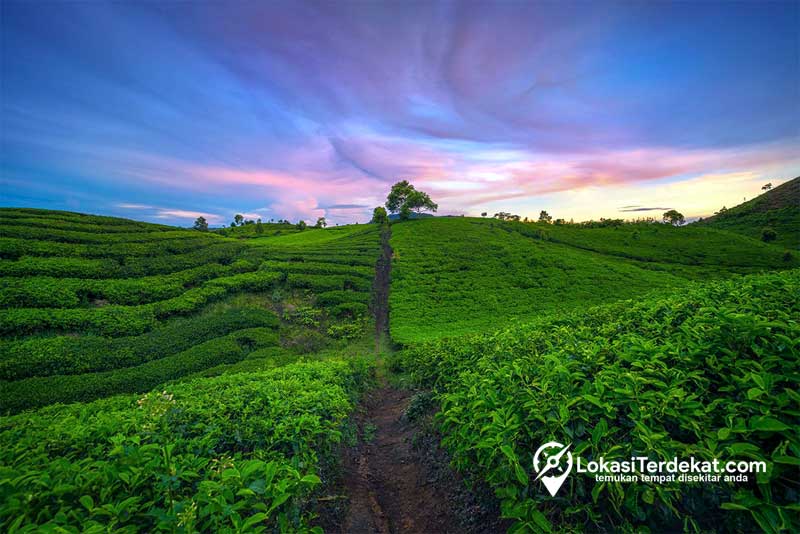 Kebun Teh Alahan Panjang