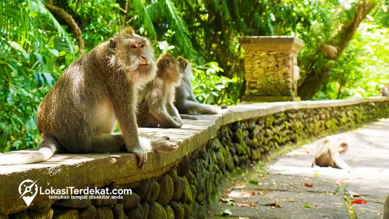 Monkey Forest Ubud, Update Info Harga Tiket & Jam Buka