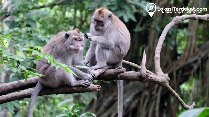 Monkey Forest Ubud