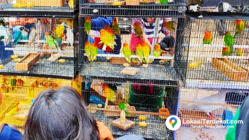 Harga burung kicau di kios