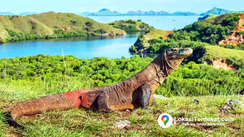 Keindahan Pulau Komodo