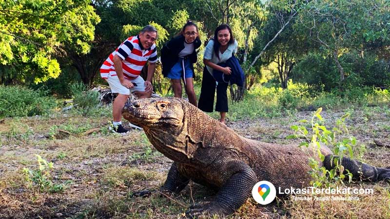 Wisata Pulau Komodo