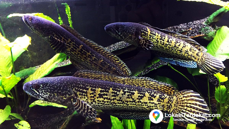 Ciri-ciri Fisik Ikan Channa