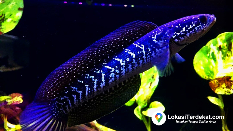 Ikan Channa