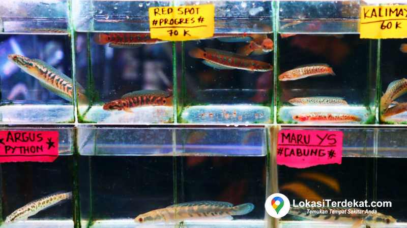 Toko Ikan Channa Terdekat